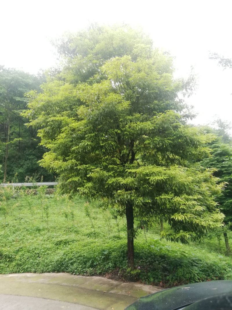 桢楠，小叶桢楠！！