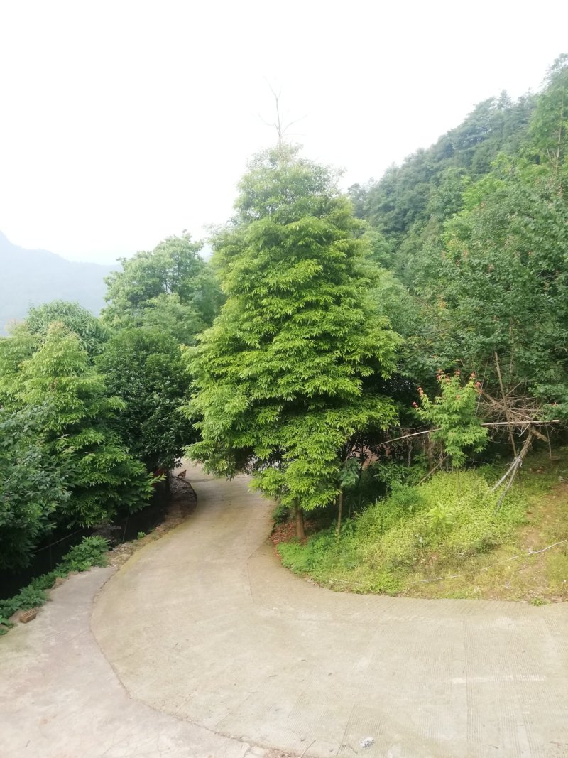桢楠，小叶桢楠！！