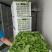 生菜绿生菜各种叶菜青叶生菜报价真实