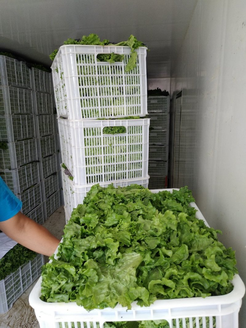 生菜绿生菜各种叶菜青叶生菜报价真实