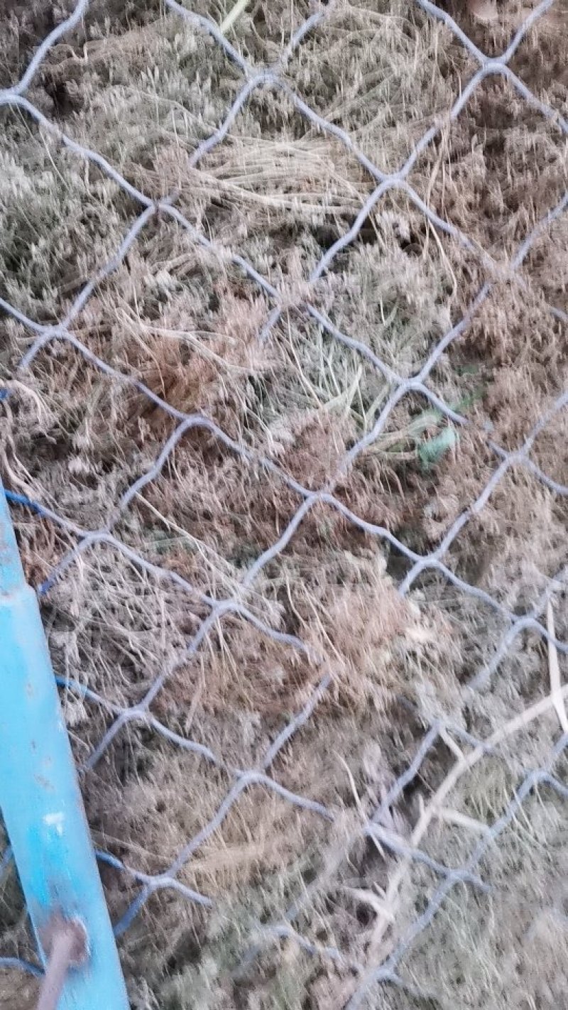 孜然