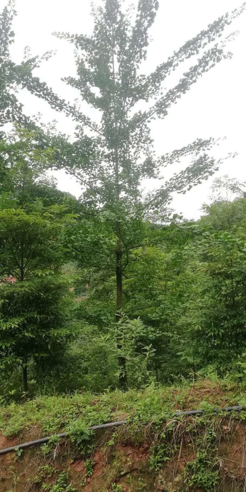 银杏