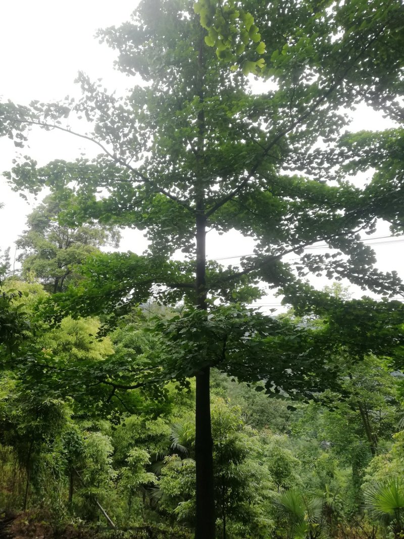 银杏