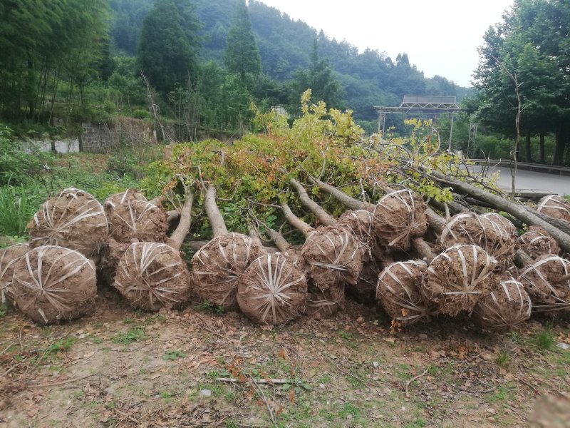 银杏