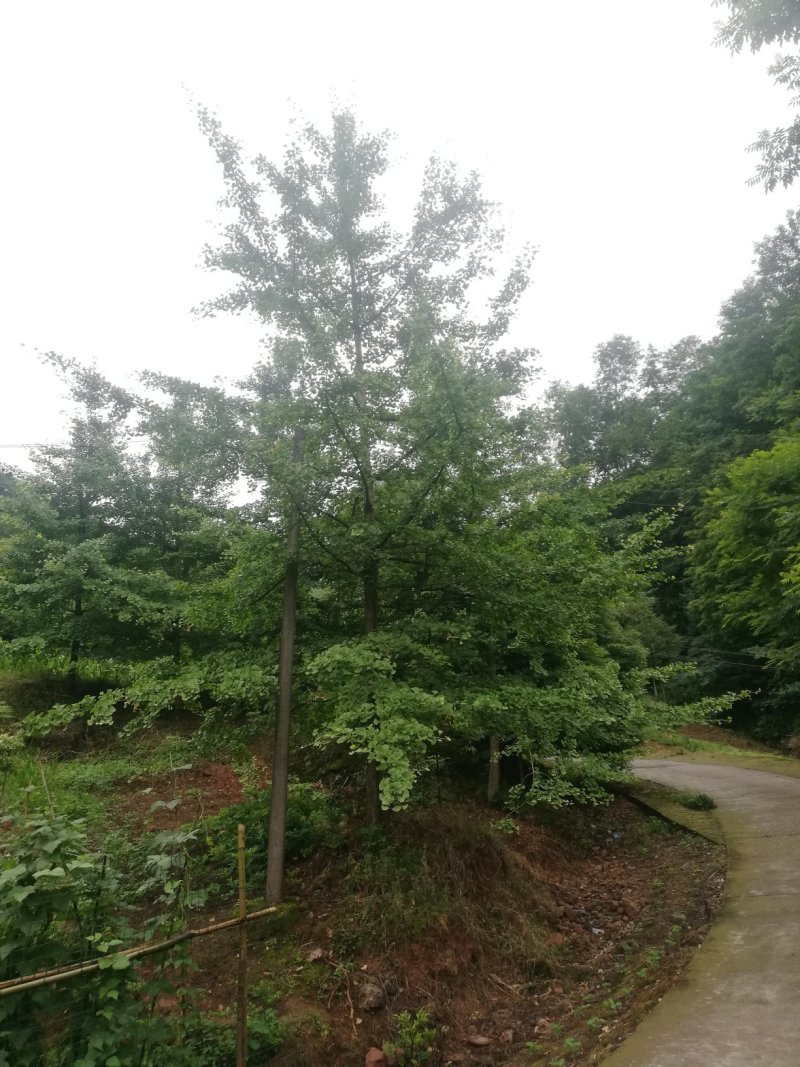 银杏