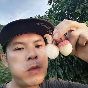 桂味荔枝，广西荔枝，禾荔，情人荔