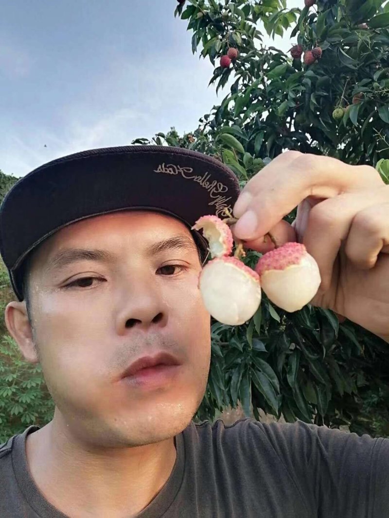 桂味荔枝，广西荔枝，禾荔，情人荔