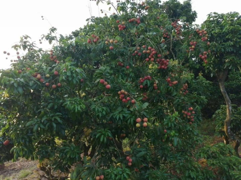 桂味荔枝，广西荔枝，禾荔，情人荔