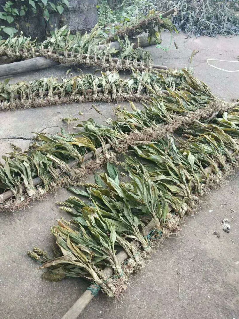 野生羊耳蒜，也叫见血清刚发芽，要的联系我136-5879