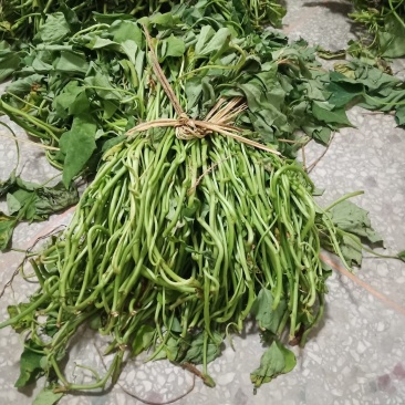 龙薯九号红薯苗25~35cm