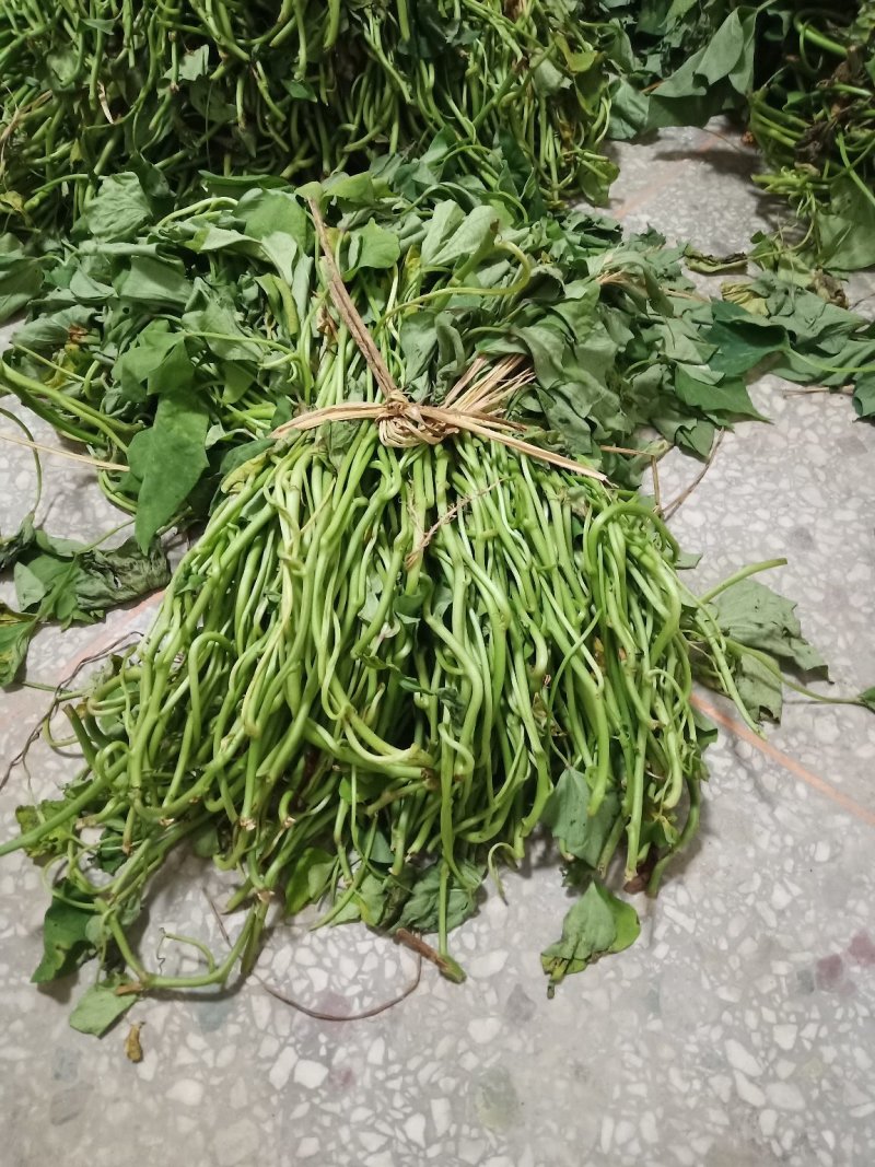 龙薯九号红薯苗25~35cm