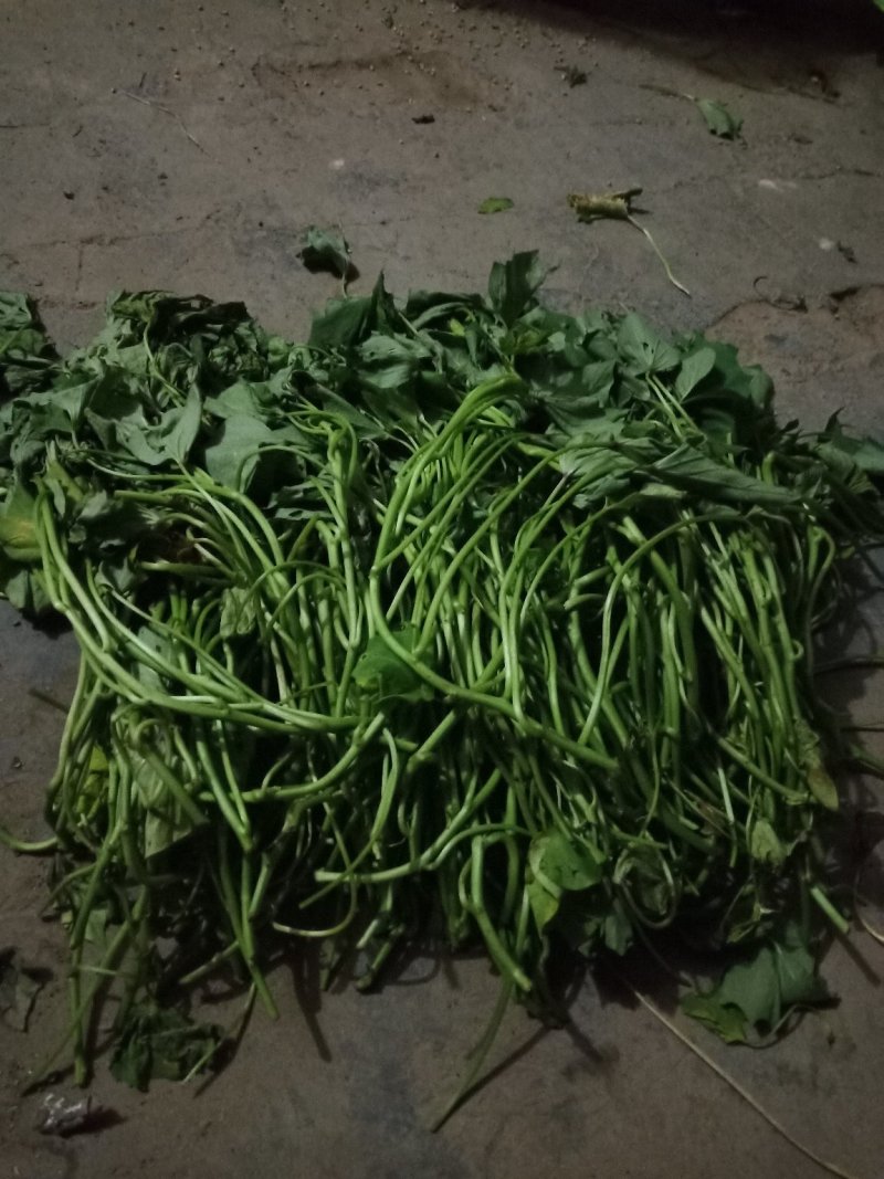 龙薯九号红薯苗25~35cm