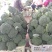 西兰花甘肃兰州高原精品耐寒西兰花每年6月上市