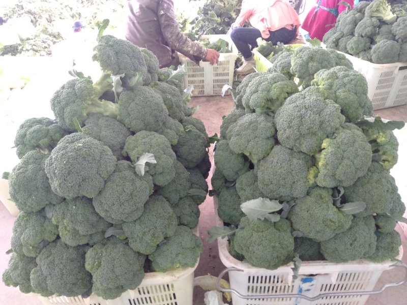 西兰花甘肃兰州高原精品耐寒西兰花每年6月上市
