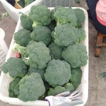 西兰花甘肃兰州高原精品耐寒西兰花每年6月上市