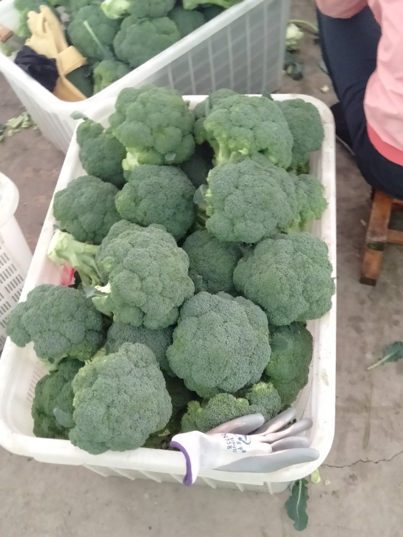 西兰花甘肃兰州高原精品耐寒西兰花每年6月上市