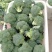 西兰花甘肃兰州高原精品耐寒西兰花每年6月上市