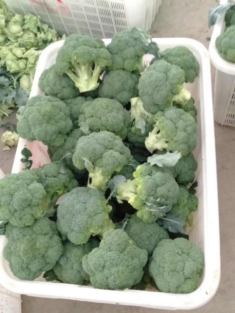 西兰花甘肃兰州高原精品耐寒西兰花每年6月上市