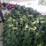 西兰花甘肃兰州高原精品耐寒西兰花每年6月上市