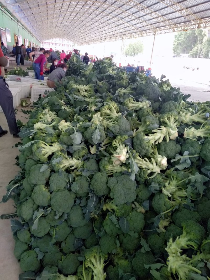 西兰花甘肃兰州高原精品耐寒西兰花每年6月上市