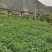 秦安县白脆瓜开始上市，一件5斤左右，125元包邮