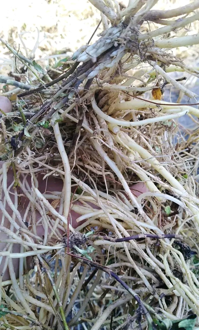 野生龙胆草紫花龙胆草根天然无污染自然晒干