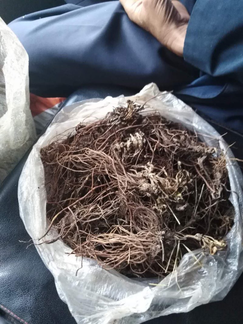 野生龙胆草紫花龙胆草根天然无污染自然晒干