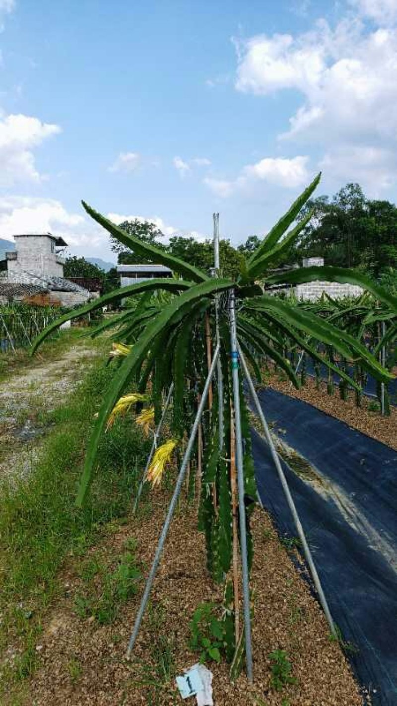 红心火龙果应季水果整箱包邮批发净重8.5斤5斤