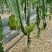 红心火龙果应季水果整箱包邮批发净重8.5斤5斤