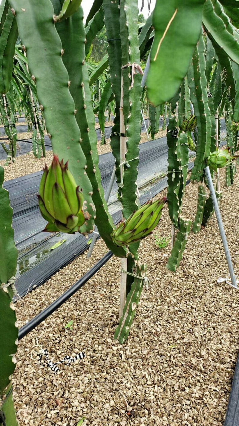 红心火龙果应季水果整箱包邮批发净重8.5斤5斤