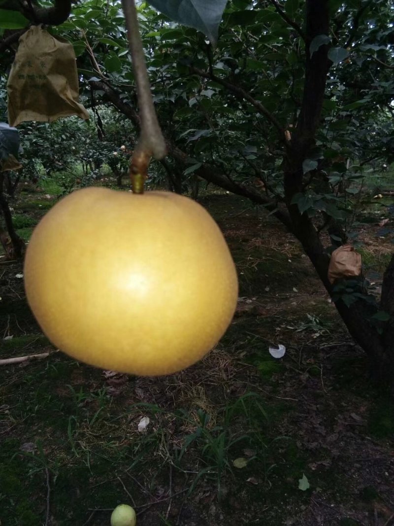 梨子丰水