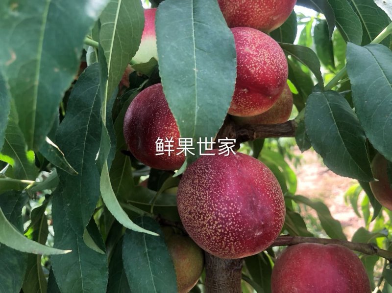 麻油桃/澳洲桃驳李/新疆麻油桃/油桃/南疆蜜桃/沙王油桃
