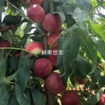 麻油桃/澳洲桃驳李/新疆麻油桃/油桃/南疆蜜桃/沙王油桃