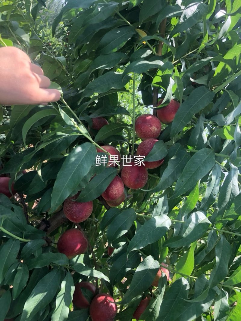 麻油桃/澳洲桃驳李/新疆麻油桃/油桃/南疆蜜桃/沙王油桃