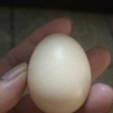 海南小鸡蛋批发