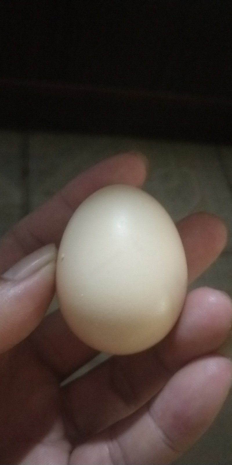 海南小鸡蛋批发