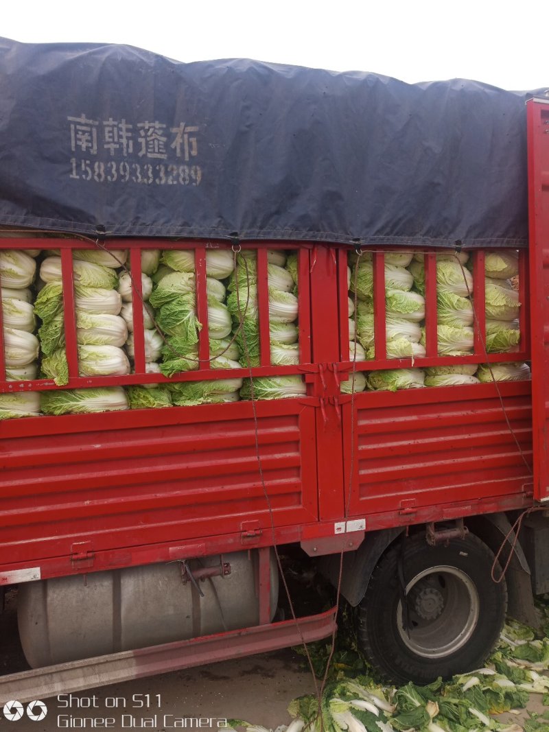 河北定州大量供应黄心白菜