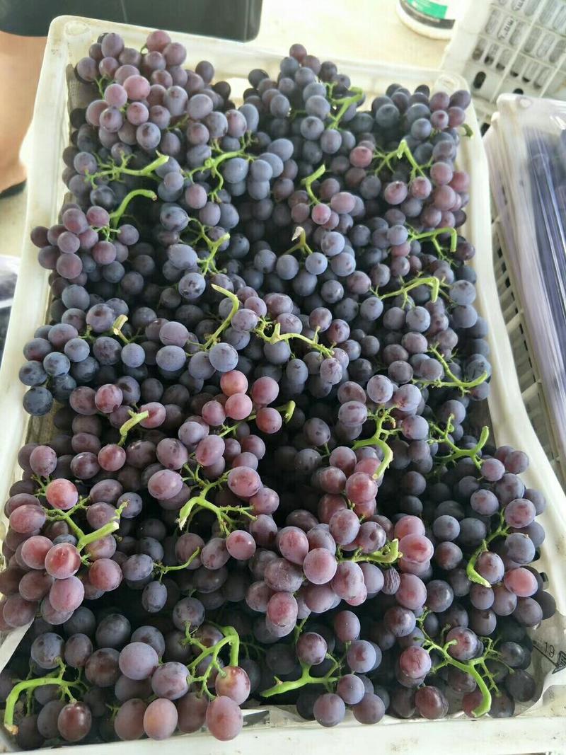 葡萄，飓风葡萄、玫瑰香，京亚，葡萄大量上市产地直销葡萄玫