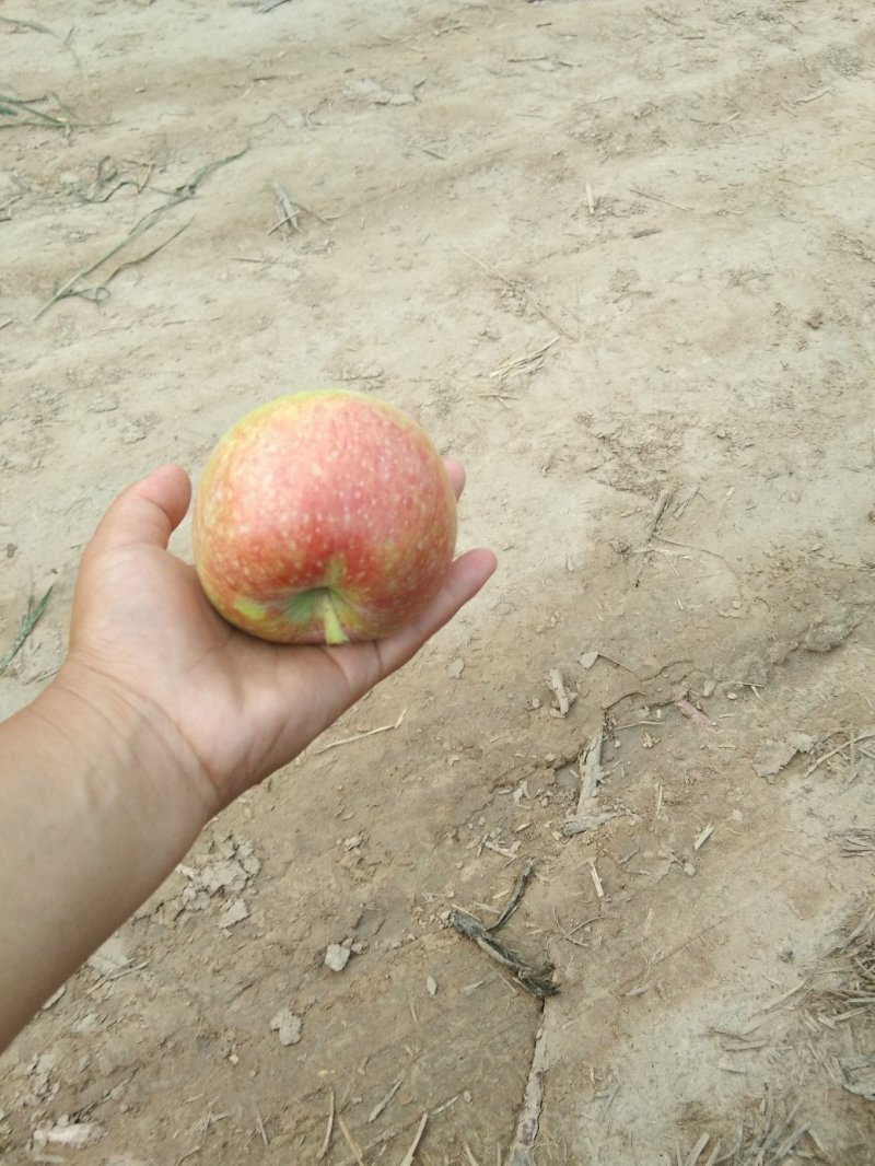 苹果