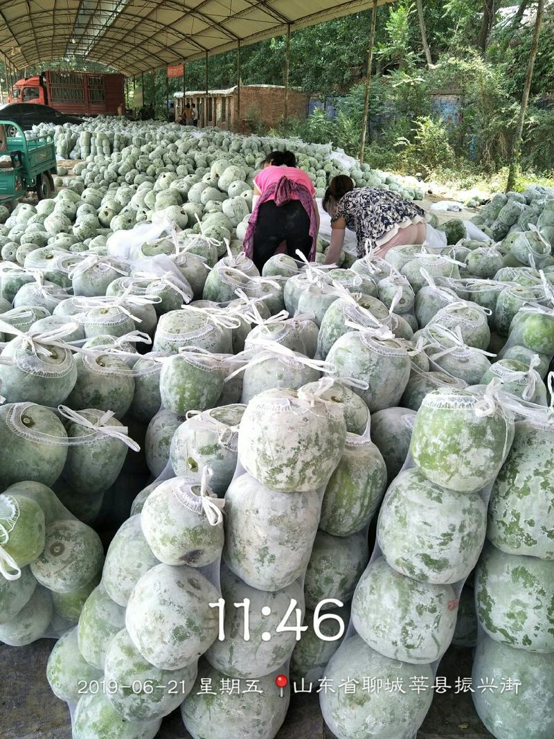 山东莘县产地一串玲冬瓜大量供应，量大，需要的老板联系