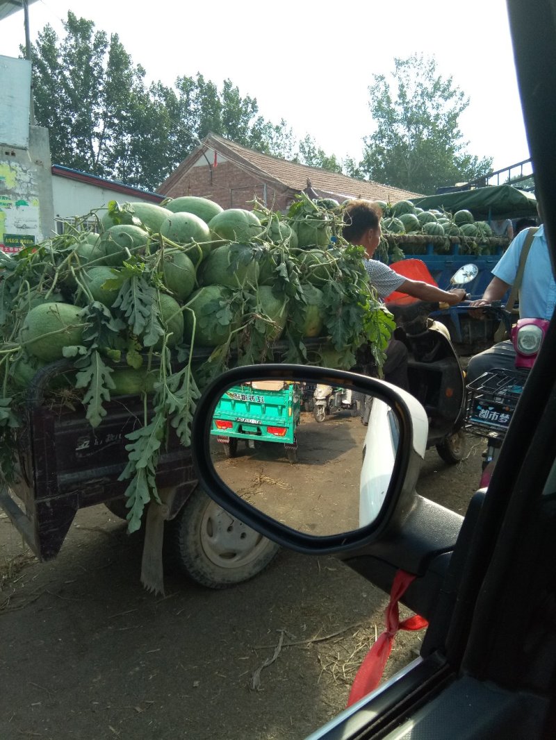 西瓜，品种多。露天西瓜，自然成熟即将上市！！！！！