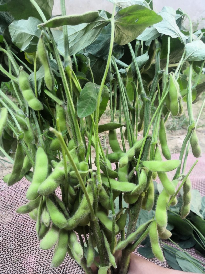 阜阳翠绿宝毛豆产地值供鲜食毛豆大量上市水洗打冷一条龙