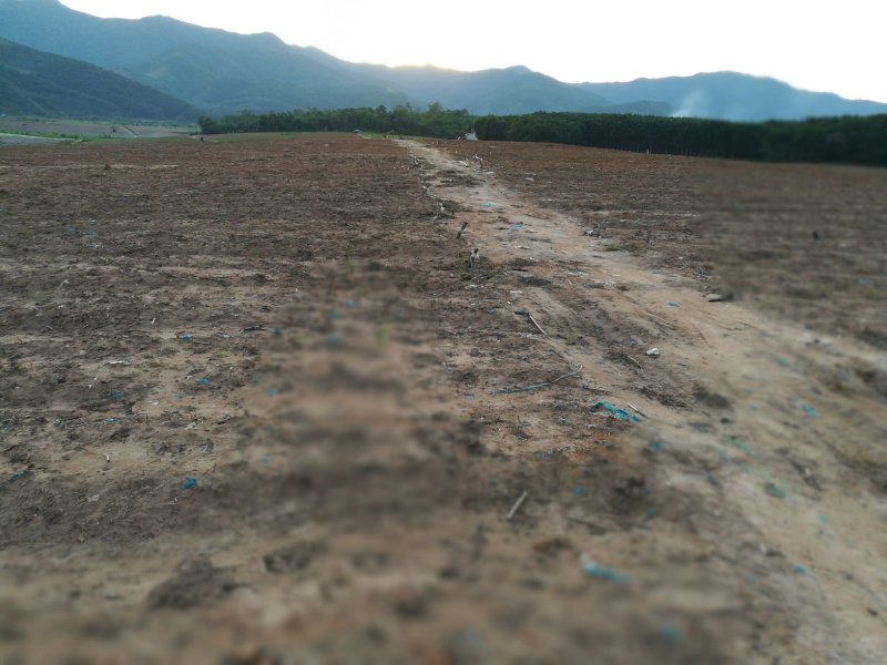 土地，反季节免大棚种植没大风