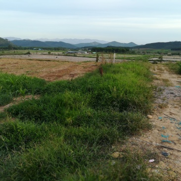 土地，反季节免大棚种植没大风