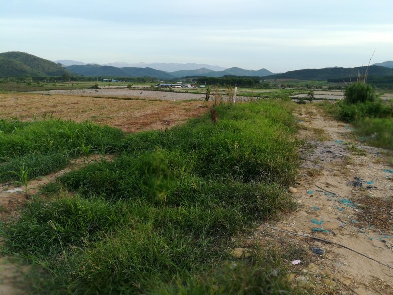 土地，反季节免大棚种植没大风