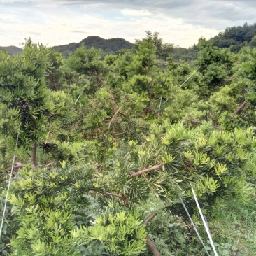 台湾罗汉松