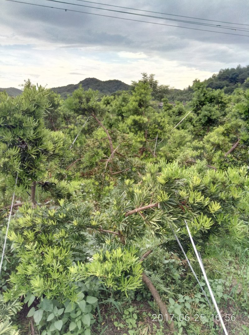 台湾罗汉松