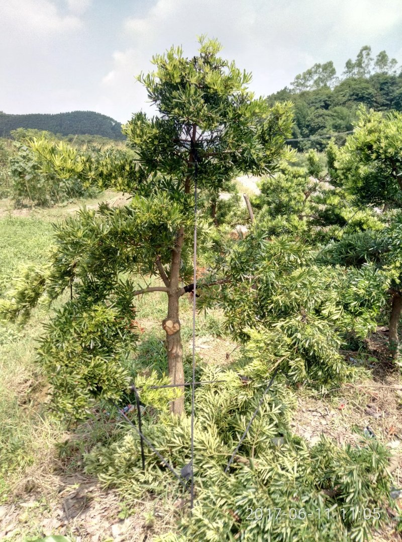 台湾罗汉松