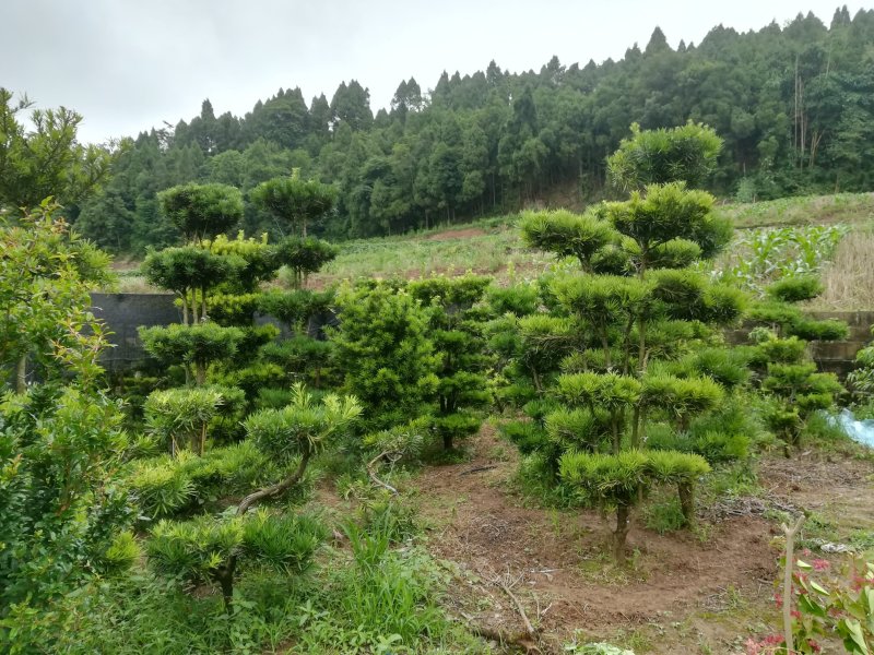 罗汉松