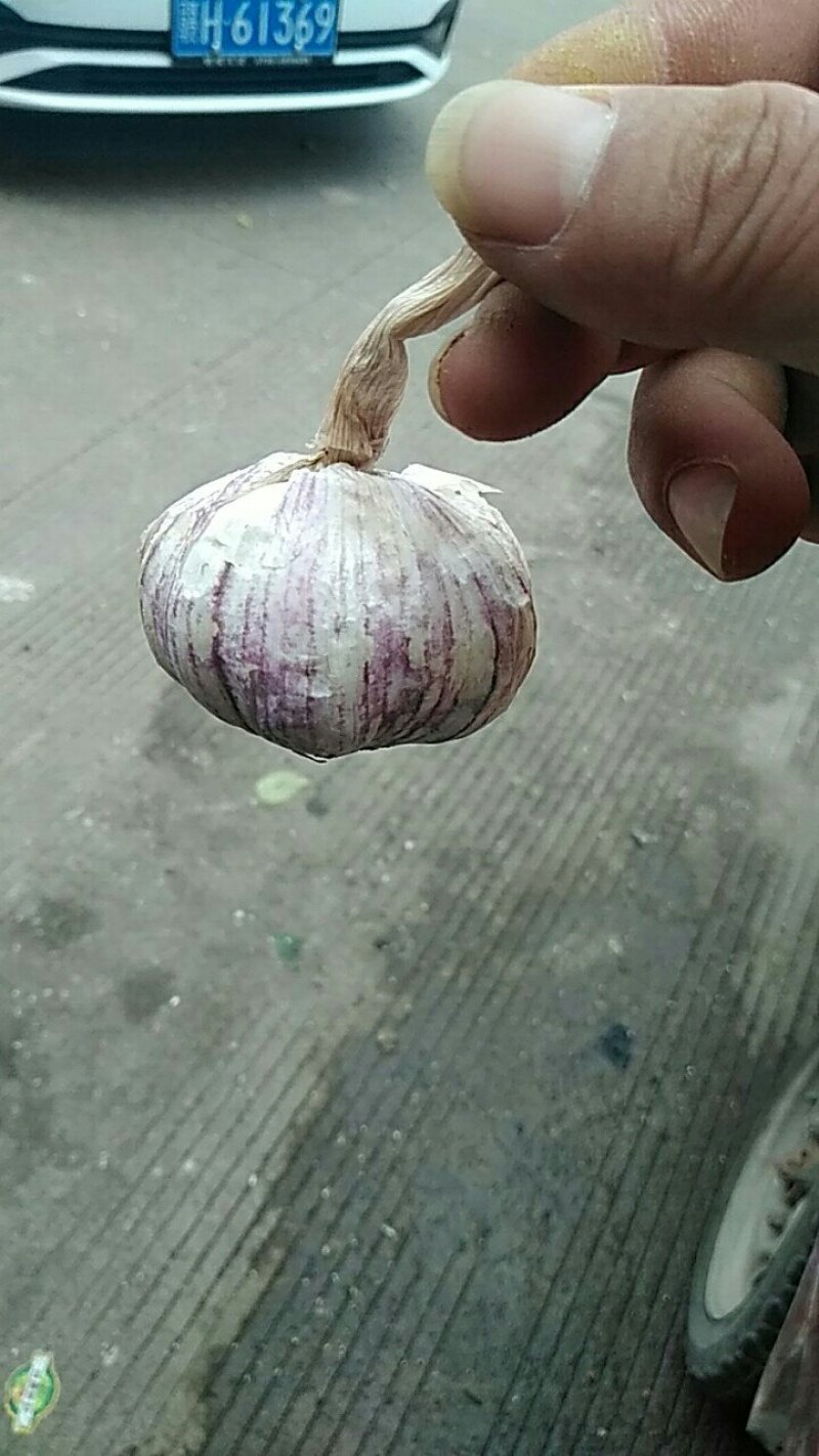 大混级，红皮早熟蒜
